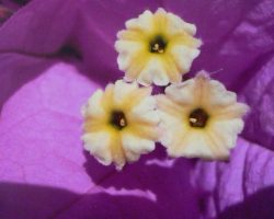 EMARP - Exposição de Ana Maria Varela - abr 2012 - 04