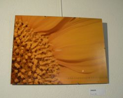 EMARP - Exposição de Ana Cardoso - ago 2016 - 02