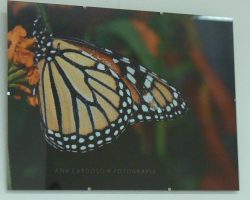 EMARP - Exposição de Ana Cardoso - ago 2016 - 04