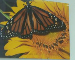 EMARP - Exposição de Ana Cardoso - ago 2016 - 05