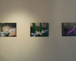 EMARP - Exposição de Ana Cardoso - ago 2016 - 06