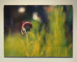 EMARP - Exposição de Ana Cardoso - ago 2016 - 07