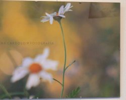 EMARP - Exposição de Ana Cardoso - ago 2016 - 08