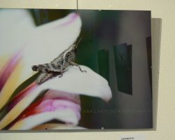 EMARP - Exposição de Ana Cardoso - ago 2016 - 09