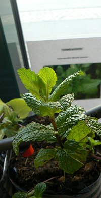 EMARP - Exposição de agrupamento escolas Nuno Mergulhão - mar 2014 - cartazmini