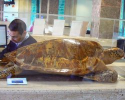 EMARP - Exposição de Zoo de Lagos - nov 2014 - 08