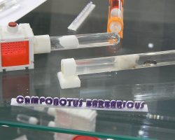 EMARP - Exposição Mirmecologia de Rui Mesquita - ago 2017 - 04