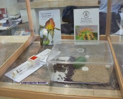 EMARP - Exposição Mirmecologia de Rui Mesquita - ago 2017 - 06