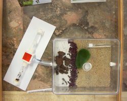 EMARP - Exposição Mirmecologia de Rui Mesquita - ago 2017 - 08