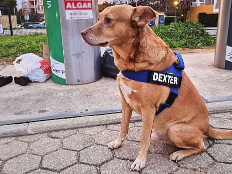 EMARP reforça a campanha “Seja Cãosciente” com uma rubrica nas redes sociais protagonizada pela cadela Jackie